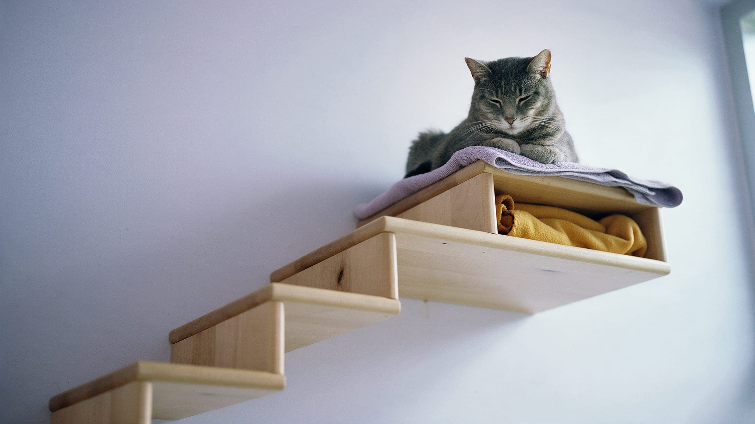 A gray tabby resting on a high shelf in the cat ward.