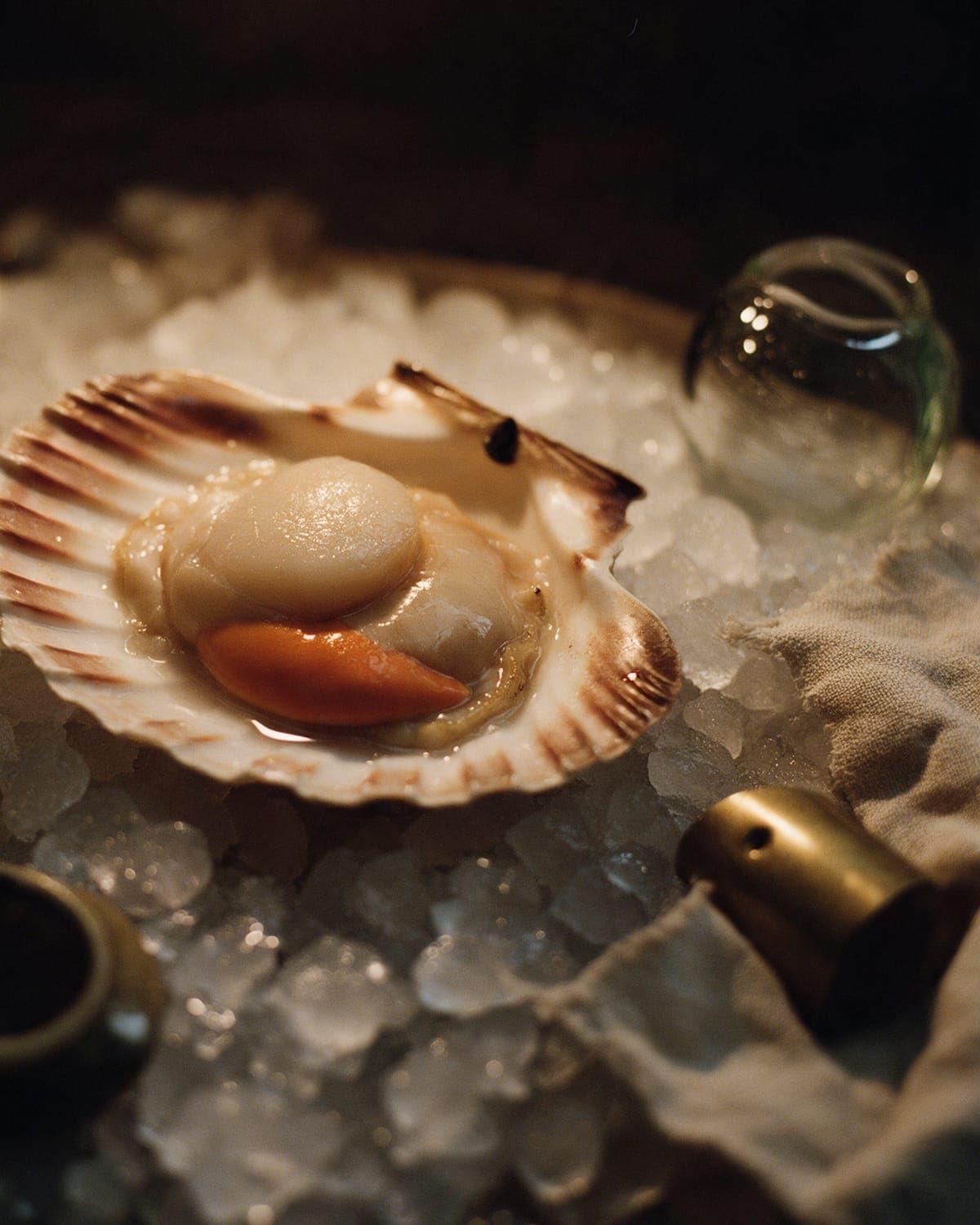 An opened sea scallop in its ribbed shell on crushed ice, the white muscle and orange roe wet and fresh.