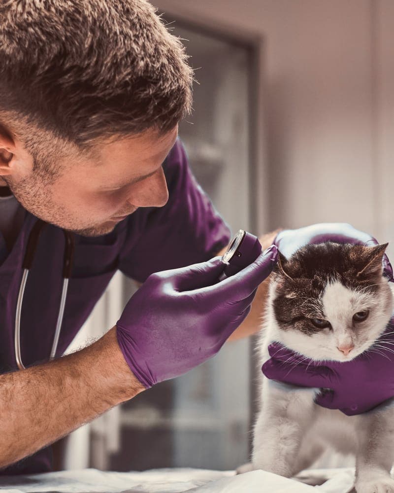 Dr. Ellis checking a black-and-white cat’s ear.