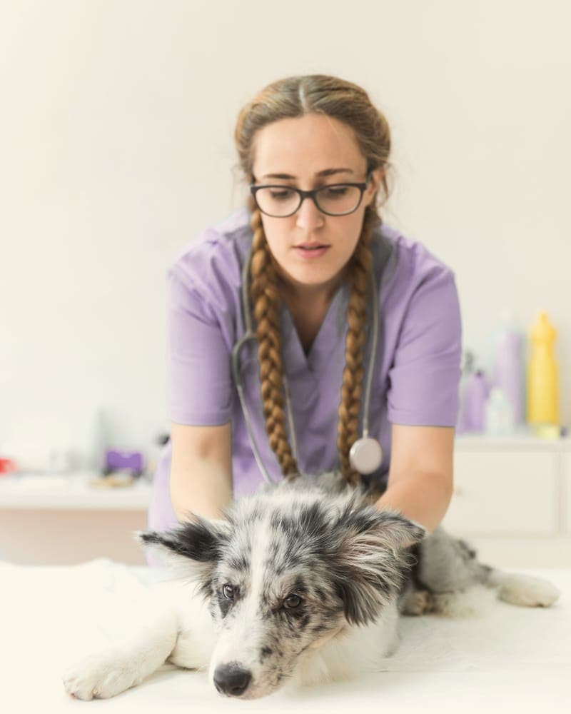 Jun with a merle collie lying on the exam table.