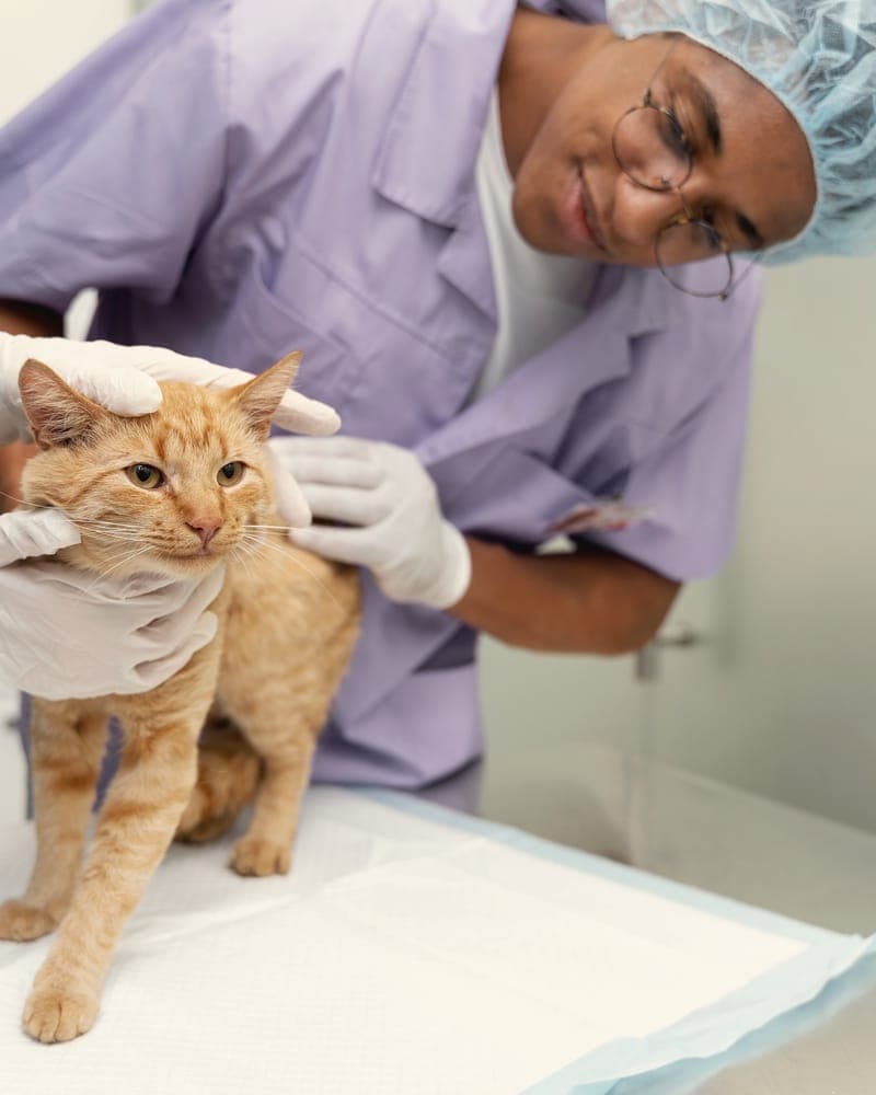 Kwame steadying a ginger cat on the exam table.