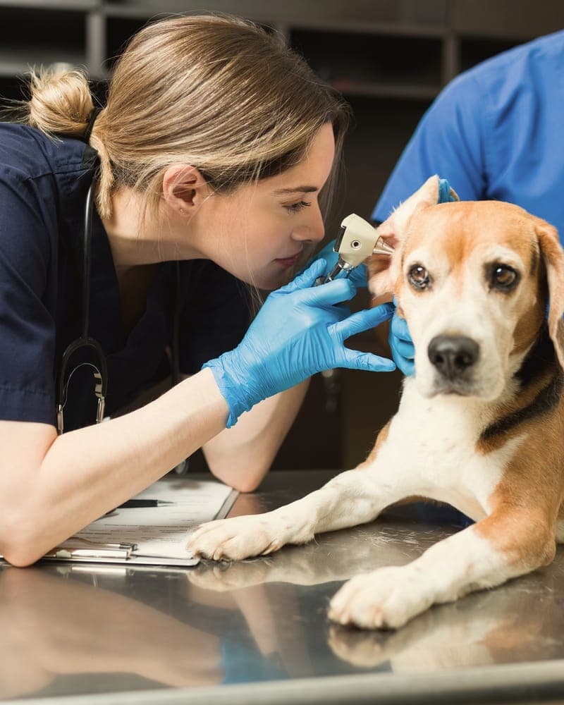 Dr. Maren looking into a beagle’s ear with an otoscope.