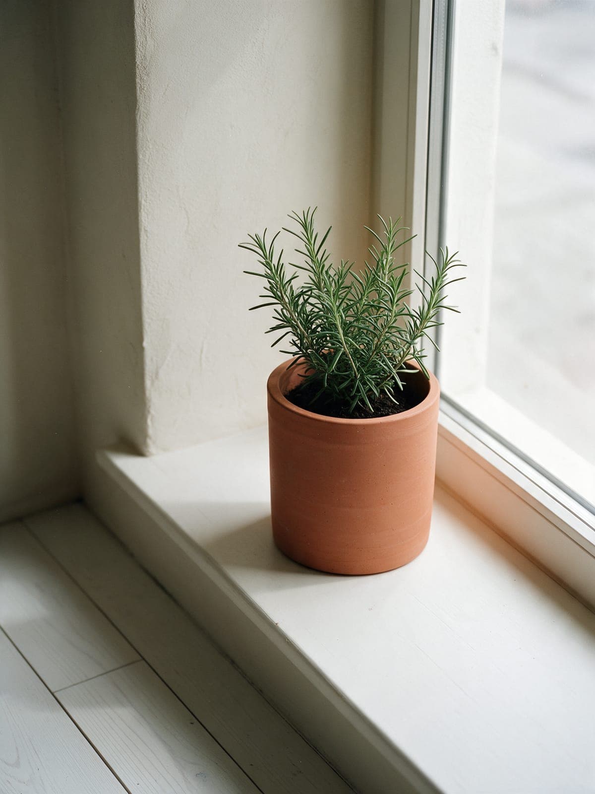 A terracotta planter with young rosemary on a deep windowsill