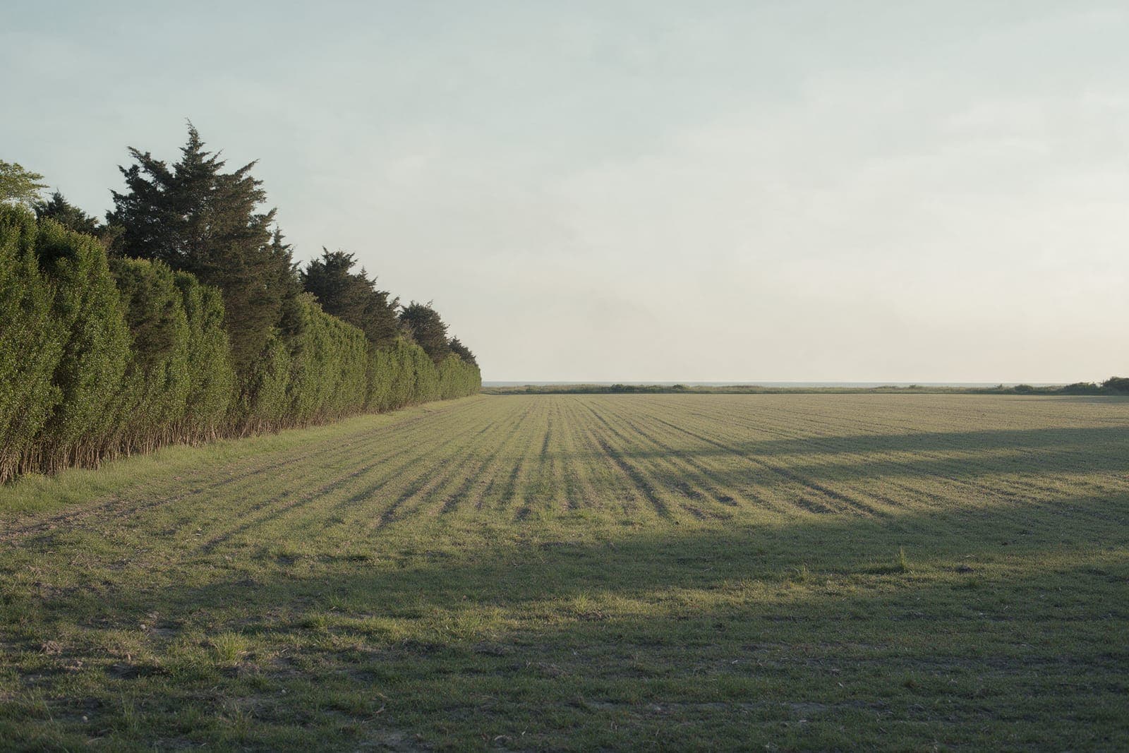Field Lot: a flat former potato field with a hedgerow of cedar and privet on one side.