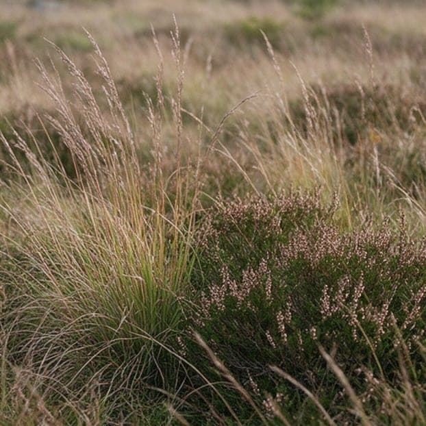 Little bluestem and beach heather in a replanted meadow.