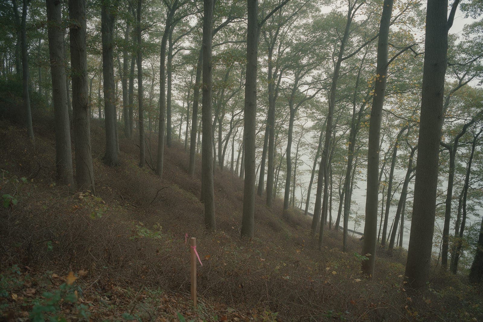 The Ridge Lot: tall oak and tulip poplar on a steep slope of brown brush, a survey stake with pink flagging in the foreground.