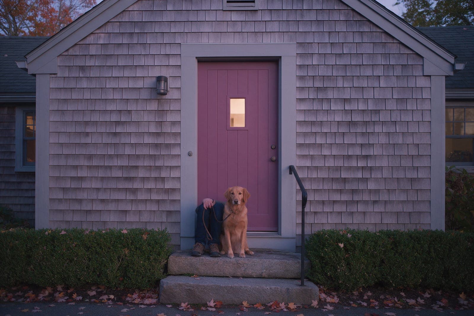 A dog waiting on the step of the plum front door at dusk.