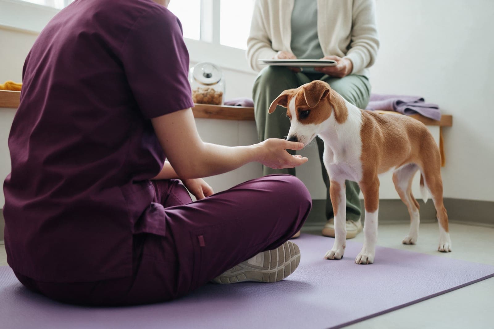 A first visit: the vet sits on the floor mat and lets a young dog sniff her hand.