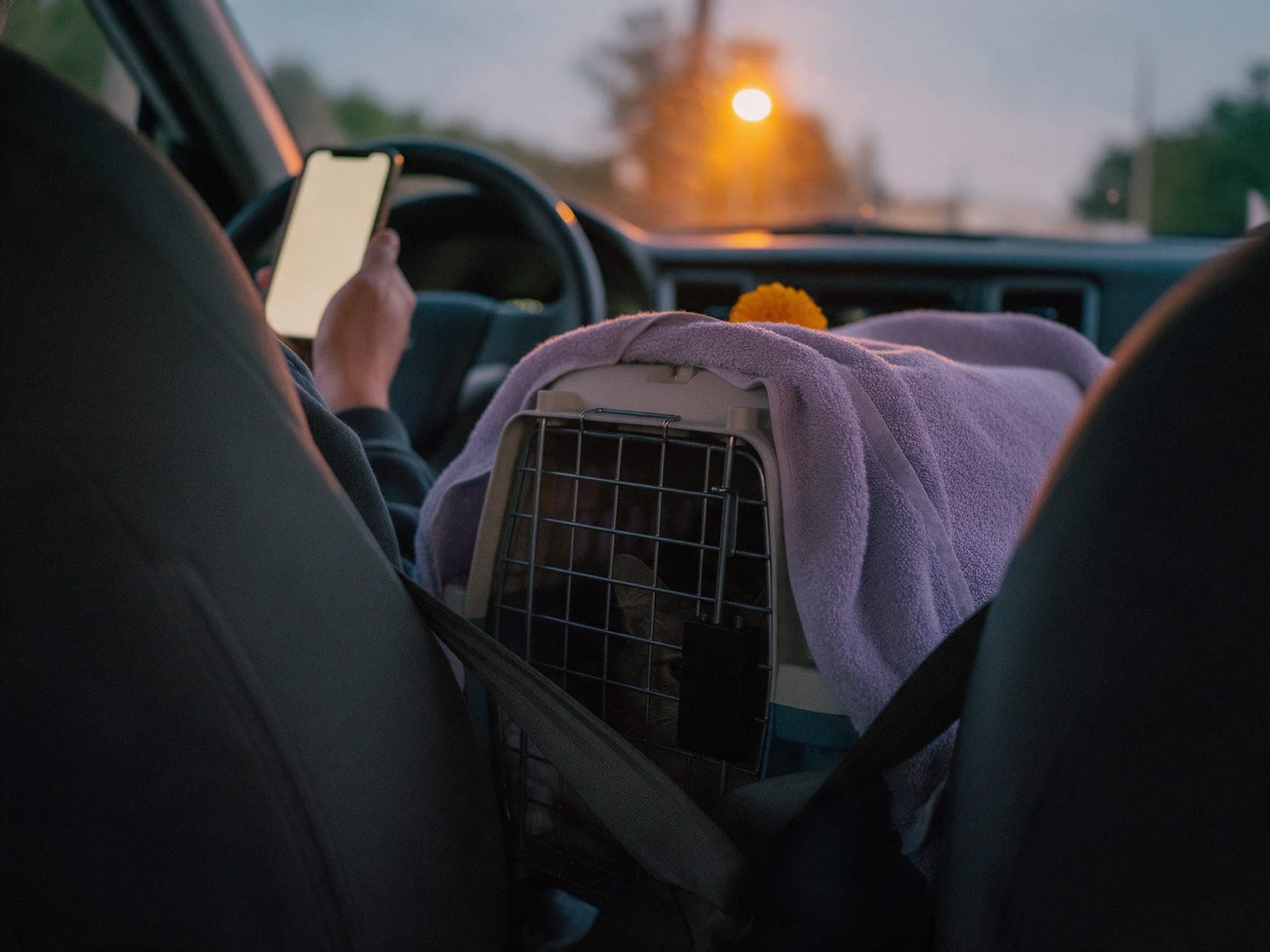 Waiting in the car at dusk with the carrier on the seat.