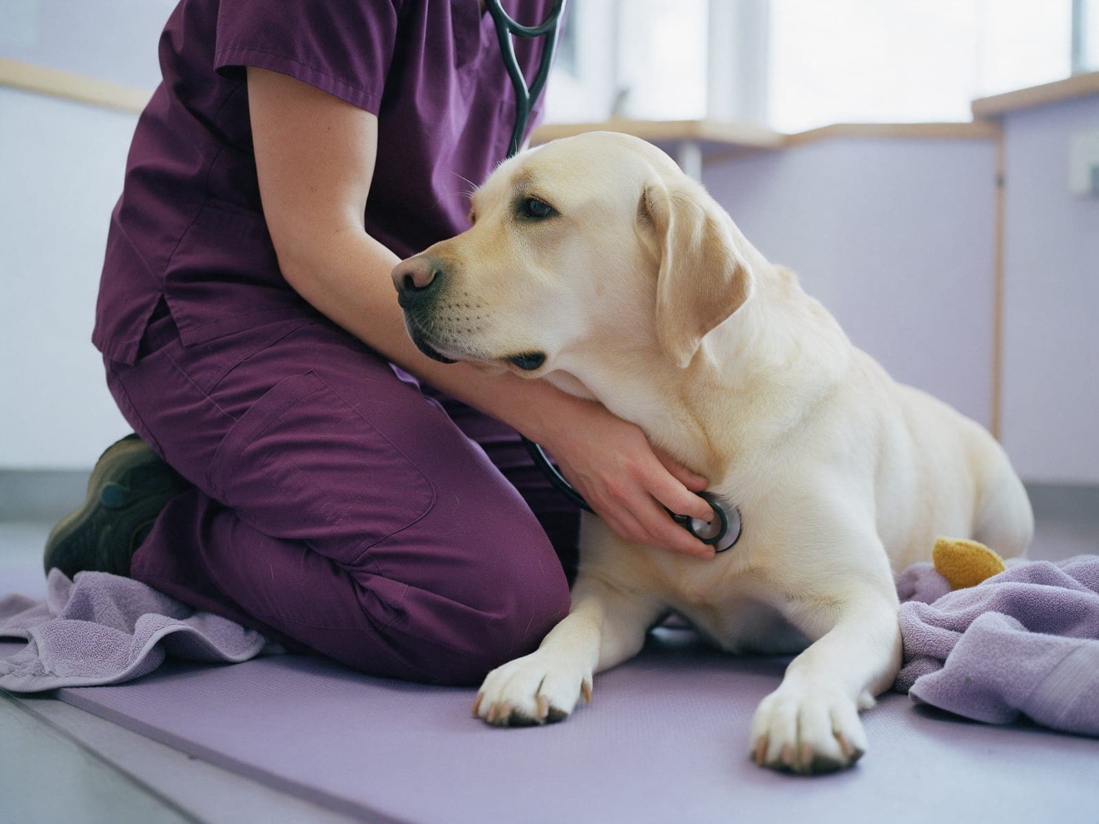 A vet kneeling on the floor mat, listening to a relaxed Labrador’s chest.