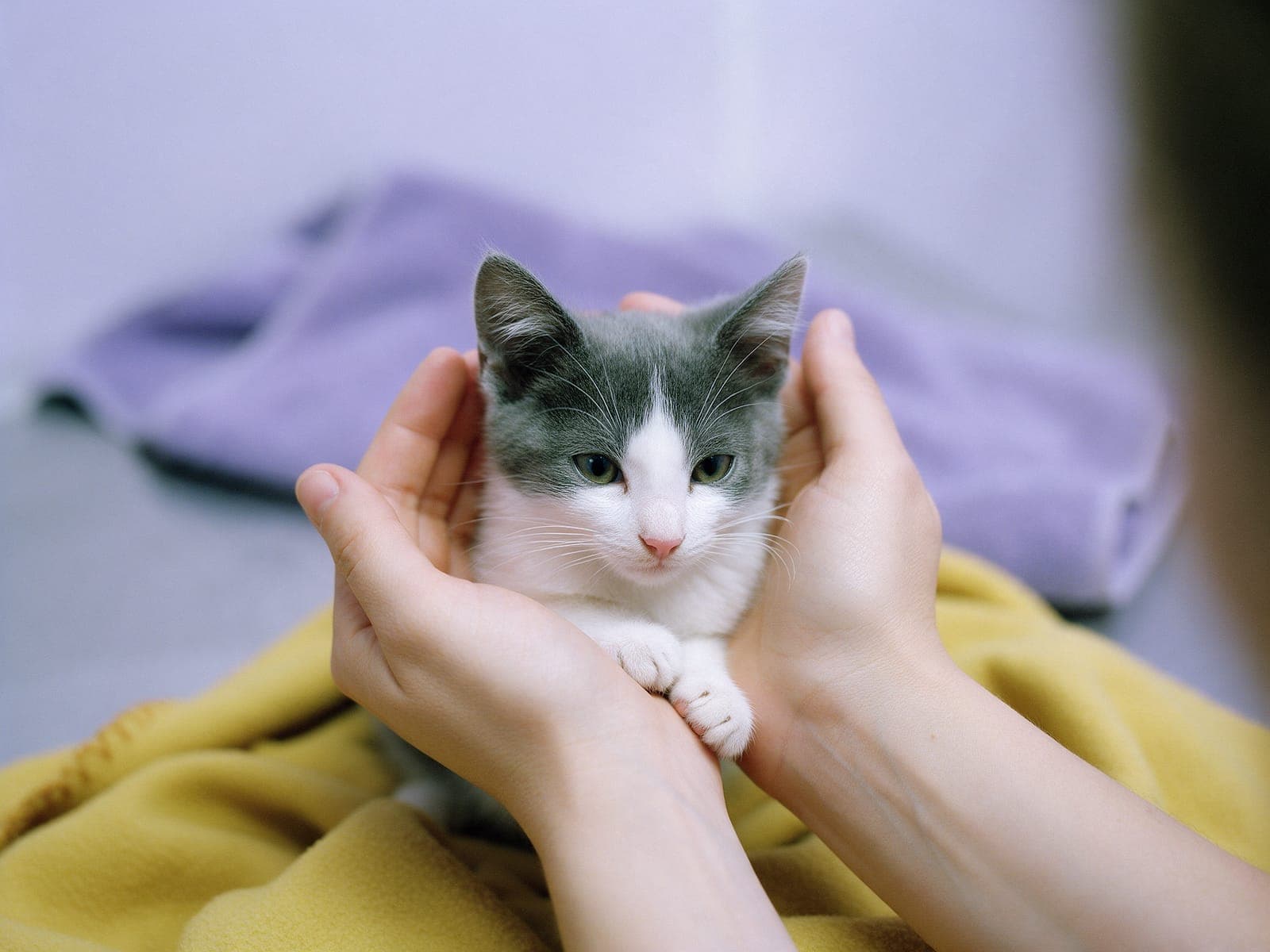 A kitten held in two cupped hands.