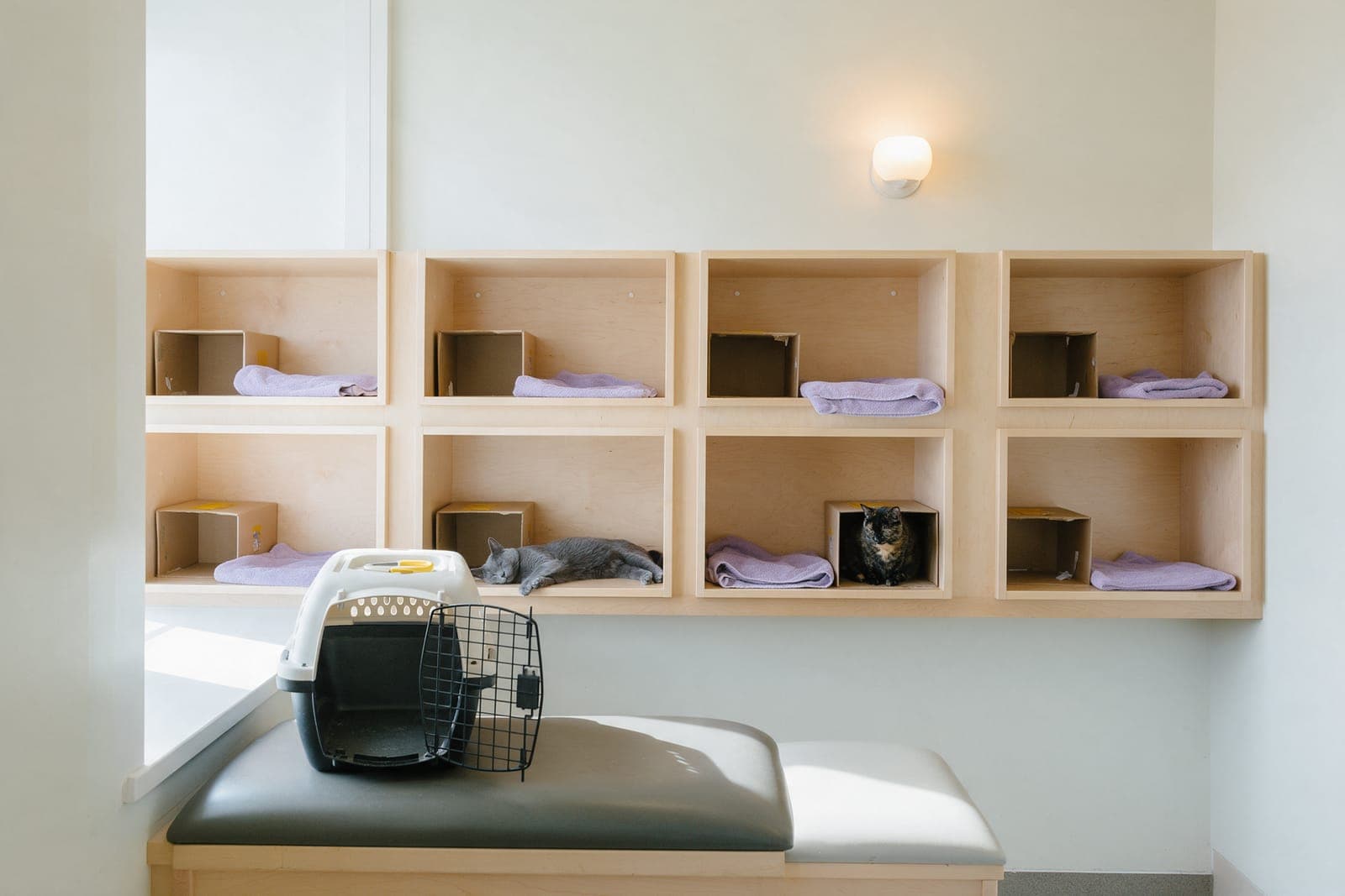 The cat ward: eight wooden recovery cubbies with hiding boxes, two cats resting, and an open carrier on the exam bench.