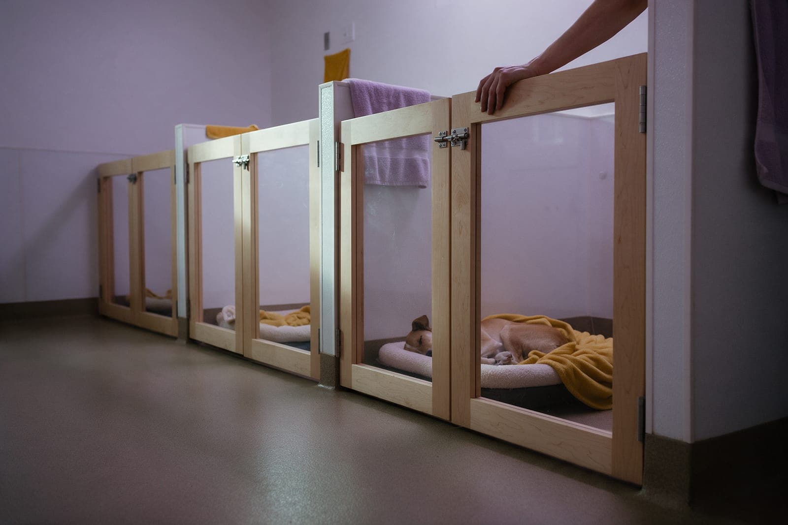 Treatment and recovery: four wooden runs with soft bedding and the lights down.